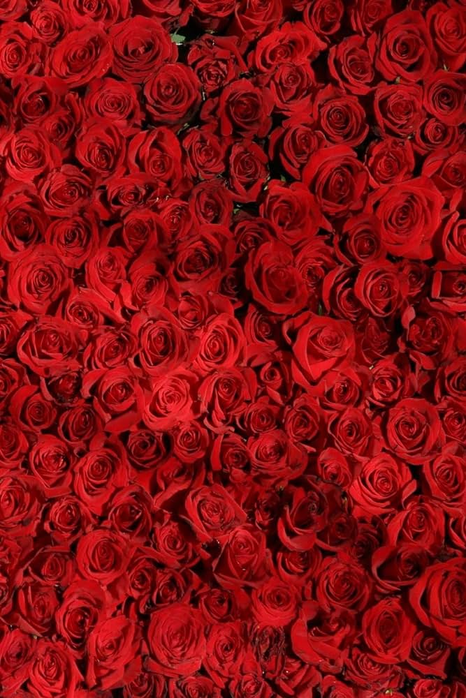 Rosso Mille : 1000 rose rosse - BD FIORISTA
