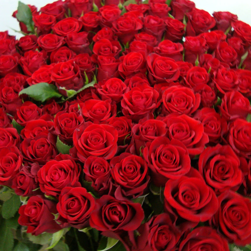 Rose rosse