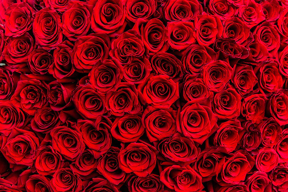 Rose rosse