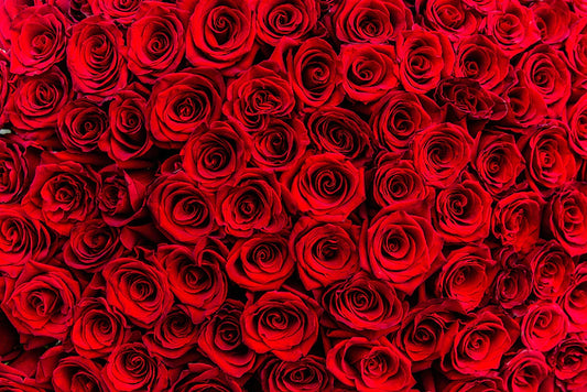 Rose rosse