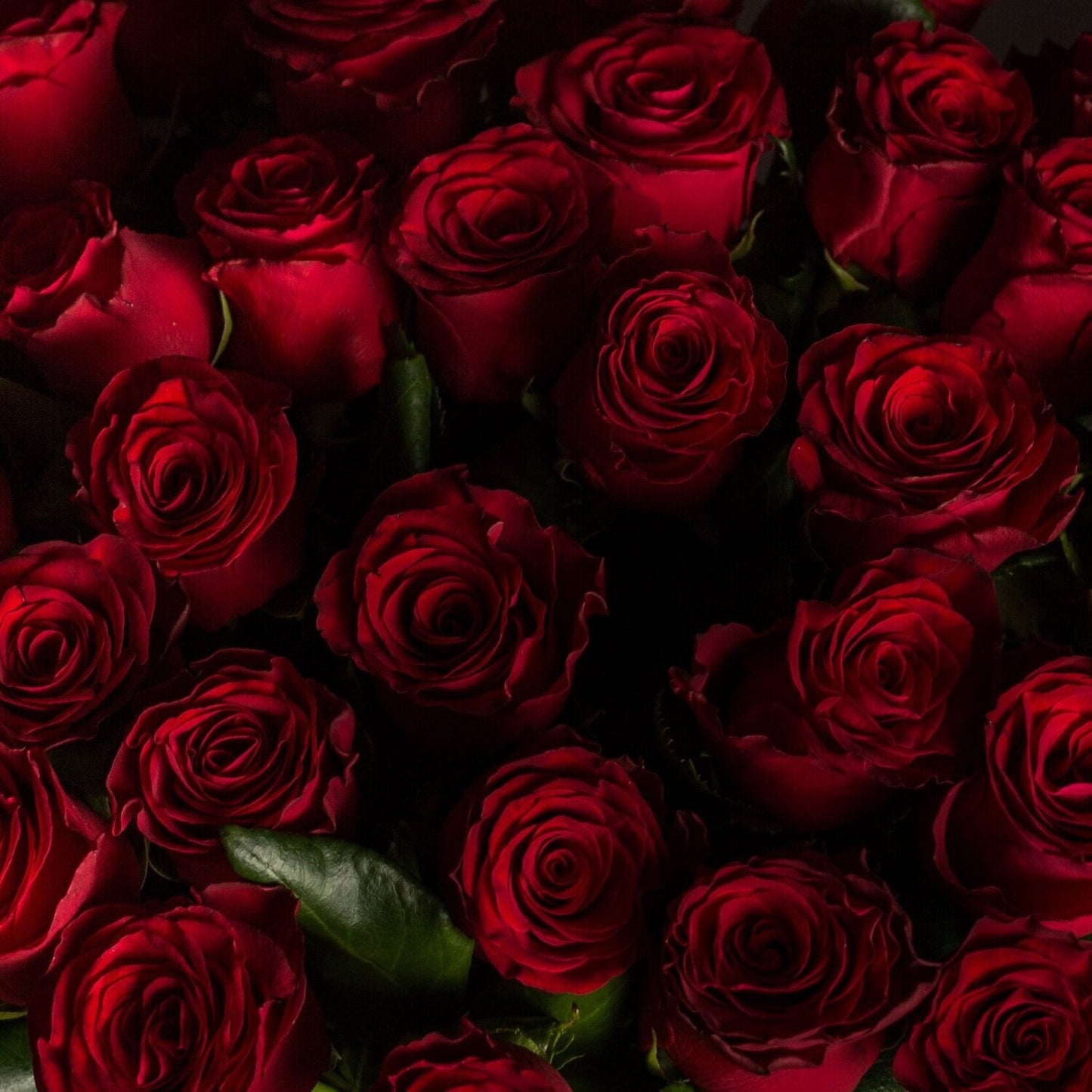 Rosa Infinita : 365 rose rosse - BD FIORISTA