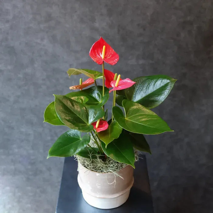 MILANO BLOOM - BD FIORISTA