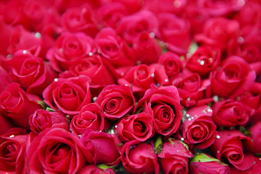 Perché si regala la rosa rossa al San Valentino