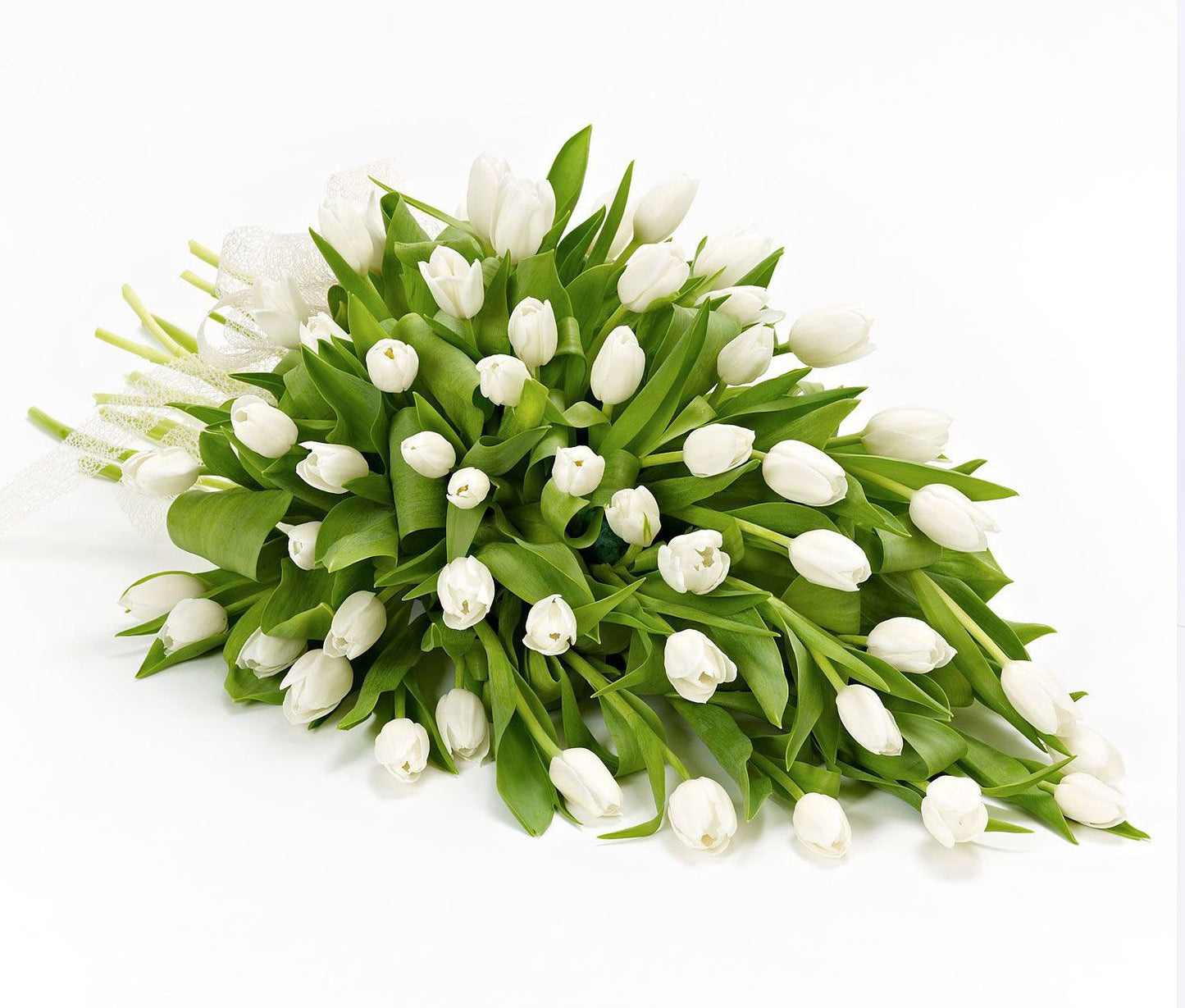 Tulipmania : 101 tulipani bianchi - BD FIORISTA