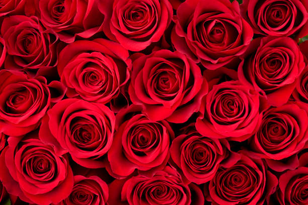 Rosa Infinita : 365 rose rosse - BD FIORISTA