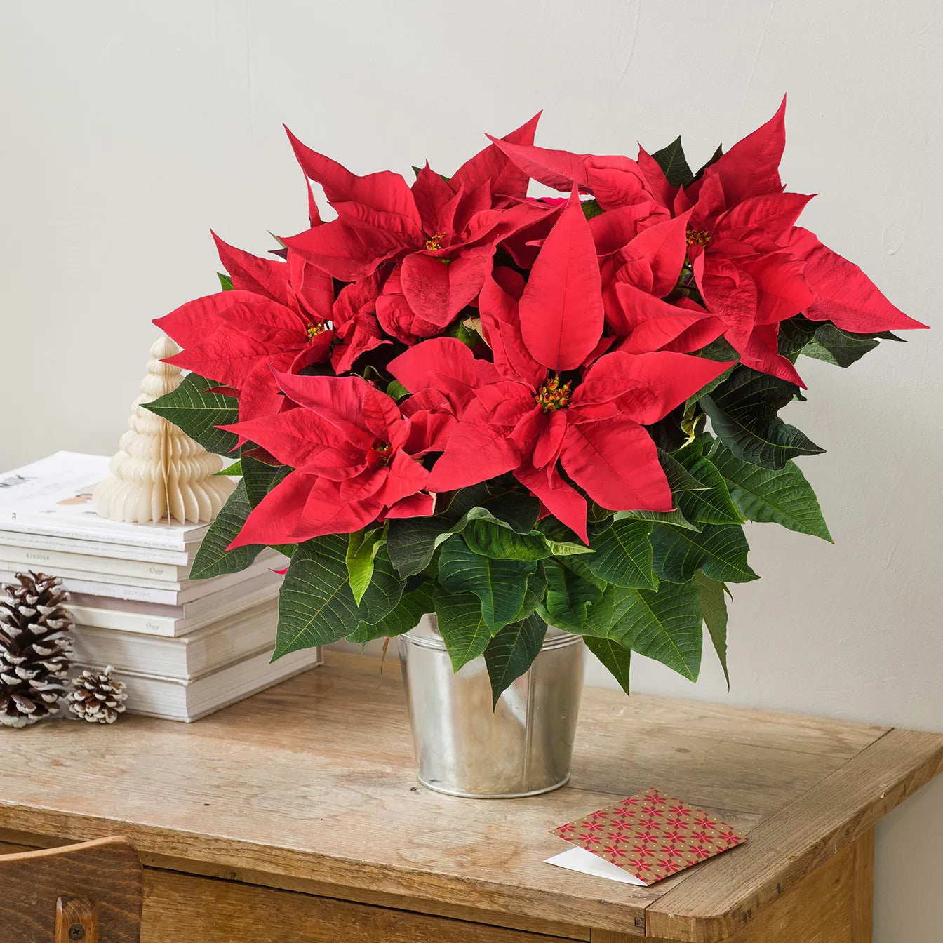 Stella di Natale Medium